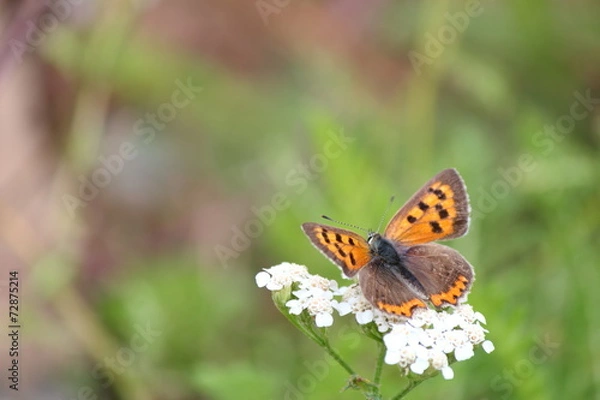 Fototapeta ベニシジミ