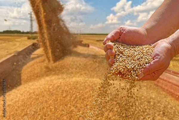 Obraz Wheat grain in a hand after good harvest of successful farmer in a background agricultural machinery combine harvester transferring freshly harvested wheat to tractor-trailer for transport to the silo