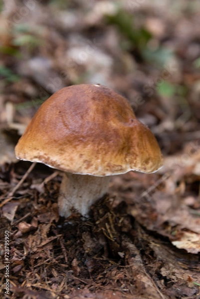 Fototapeta A white mushroom or podberezovik growing on lush green moss in the forest (Boletus edulis) Autumn is the mushroom picking season