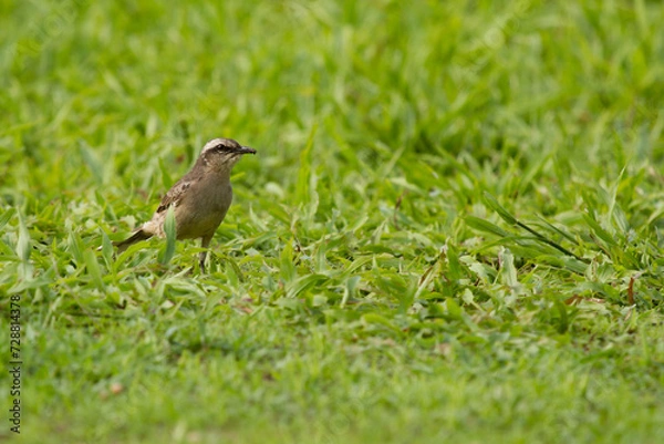 Obraz Pássaro na grama