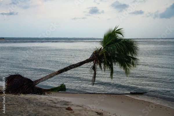 Obraz Árvore caída