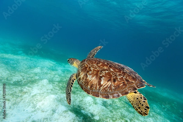 Obraz Hawksbill sea turtle