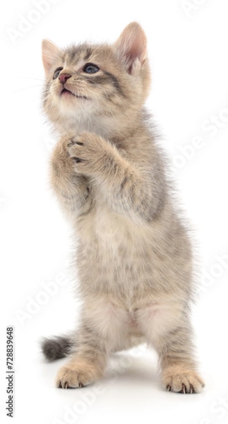 Obraz Kitten on white background.