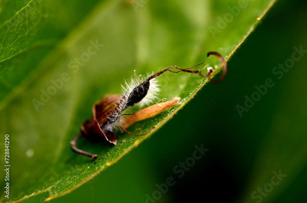 Fototapeta nut tree leaf on a piece of leaf