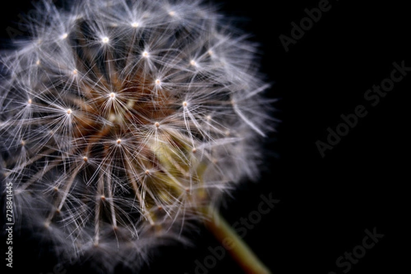 Fototapeta dmuchawiec na dużym zbliżeniu