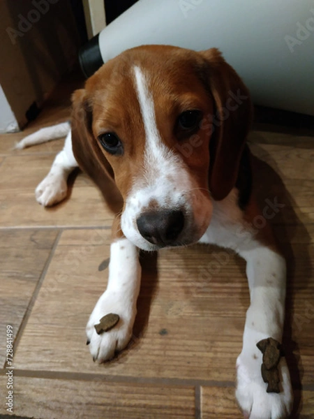 Fototapeta Beagle is learning obedience