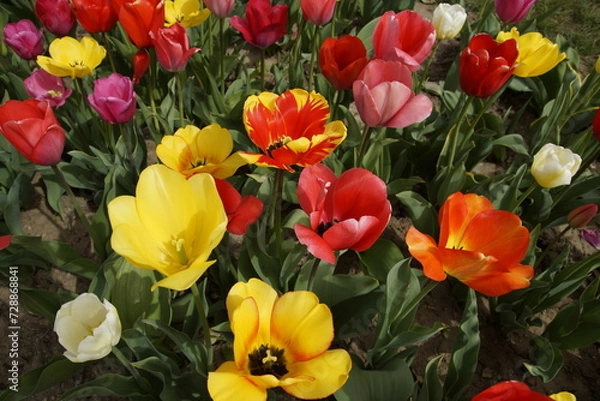 Fototapeta Tulpenfeld