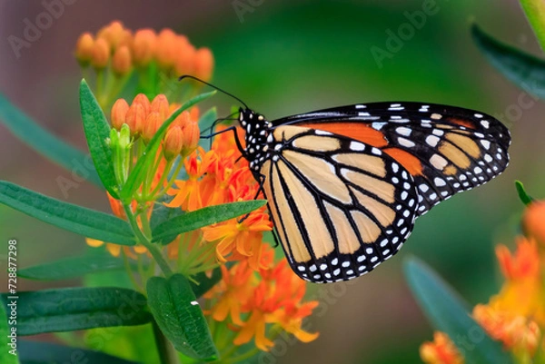 Obraz Monarch Butterfly (Danaus plexippus) on green and orange plants