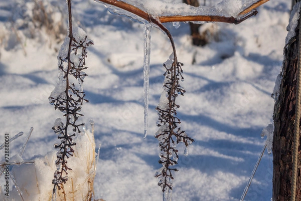 Obraz Weinberg im Winter