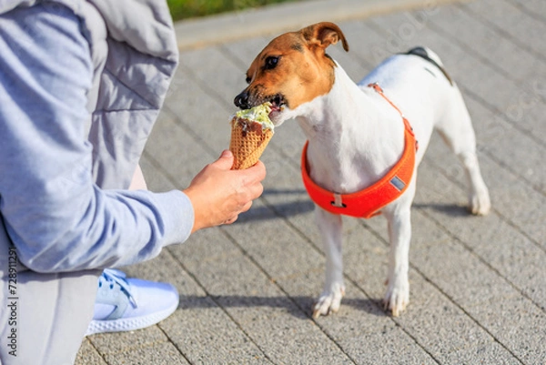 Fototapeta A dog of the Jack Russell Terrier breed eats ice cream. Animal portrait with selective focus and copy space