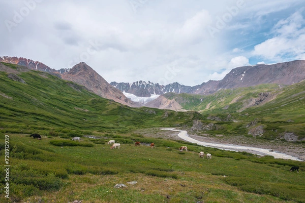 Fototapeta Cows grazing on flowering grassy meadow near serpentine mountain river with view to big glacier in large mountains. Snake river flows in green alpine valley under cloudy sky. Cattle among lush flora.