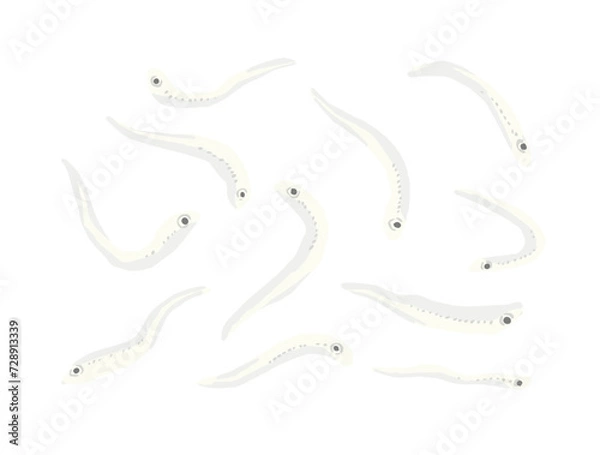 Obraz しらすのイラスト素材　バラバラの、個別、一匹づつ描いたイラスト