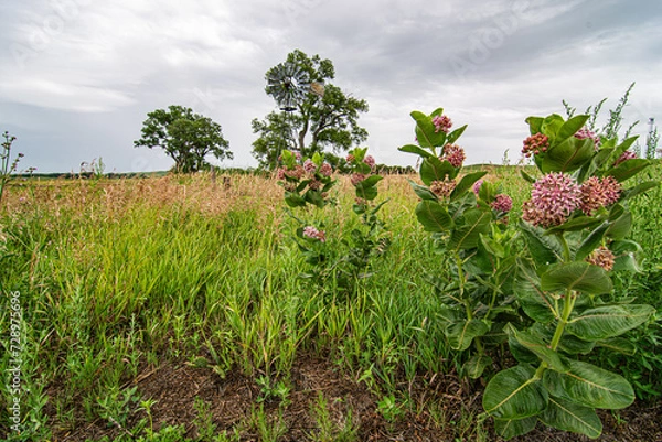 Fototapeta Green grass