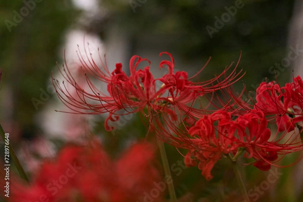 Fototapeta 夕方の彼岸花