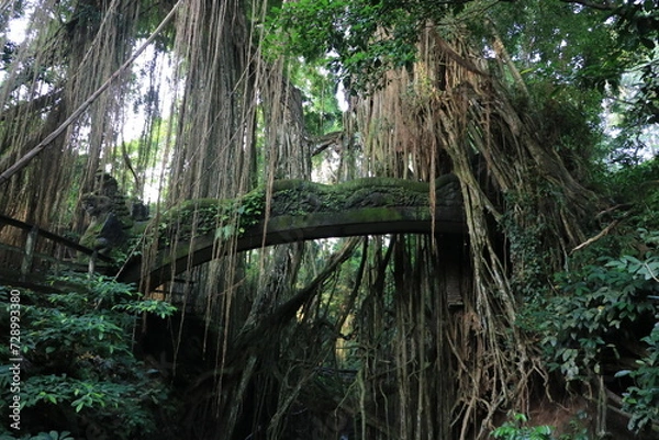 Obraz モンキーフォレスト・ウブド　インドネシア　バリ島　