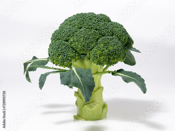 Obraz broccoli isolated on white