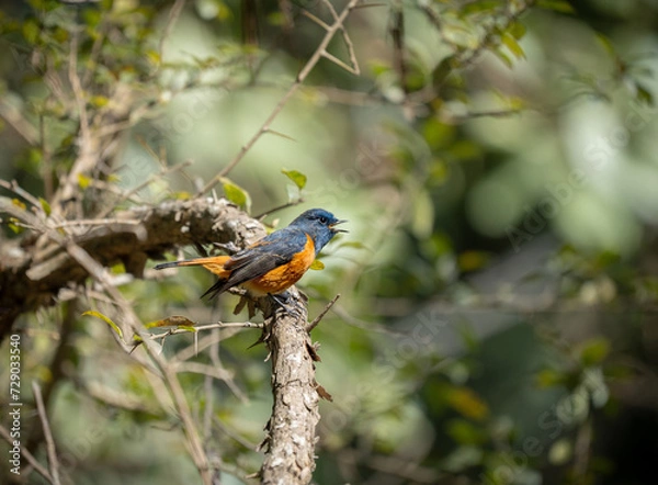 Obraz Blue Fronted Redstart
