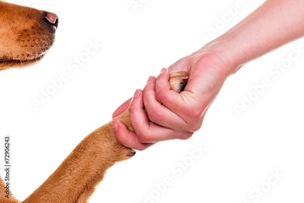 Obraz Dog paw and human hand doing handshake, over white background