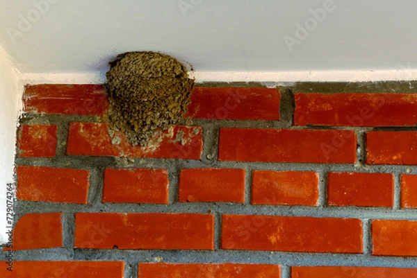 Fototapeta A swallow made a nest under the ceiling in a brick building.