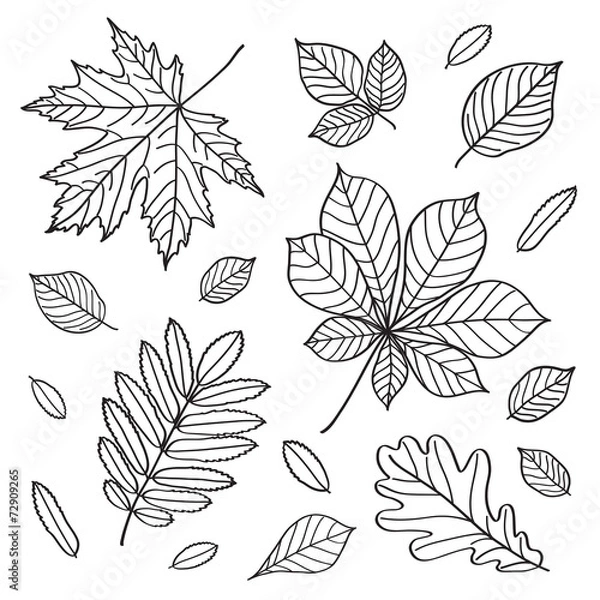 Fototapeta Set of images of leaves of different trees.