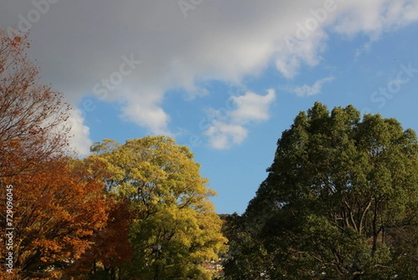 Fototapeta 秋の風景　公園