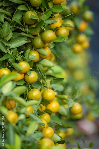 Fototapeta Kumquat tree fruit for up coming Lunar New Year decoration.