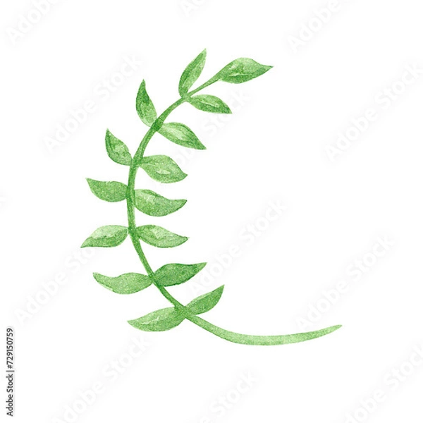 Fototapeta Weaving ivy branch with leaves on a white background.