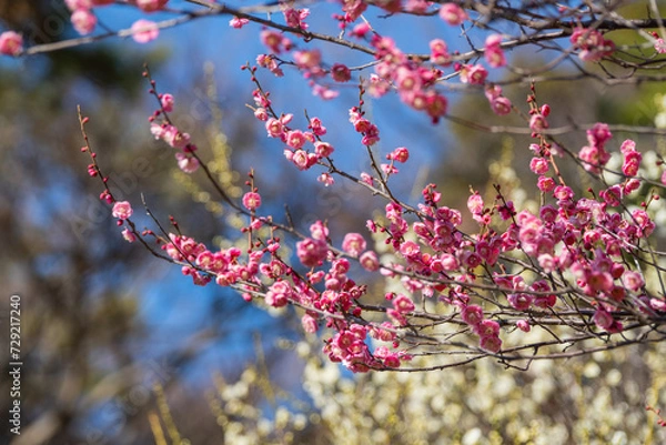 Obraz 大倉山公園梅林　紅梅
