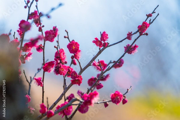 Obraz 大倉山公園梅林　鹿児島紅
