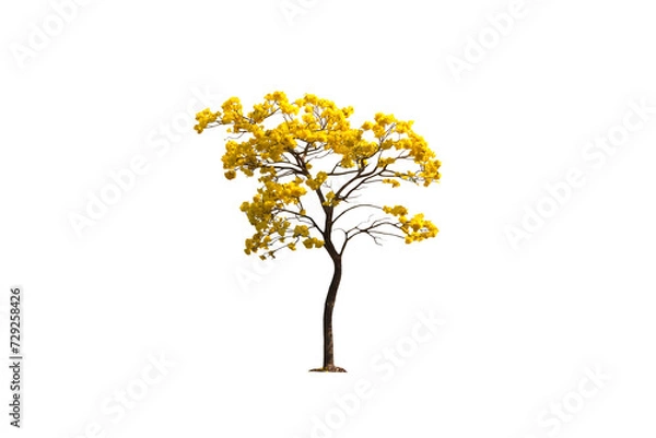Fototapeta Image of yellow flowering tree in bloom isolated on transparent background png file.
