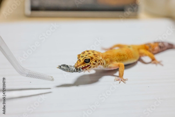 Fototapeta レオパードゲッコー