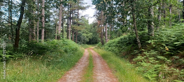 Fototapeta path in the forest