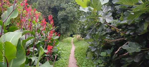 Fototapeta leaves in a garden