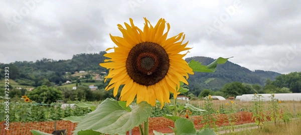 Fototapeta sunflower field with sky