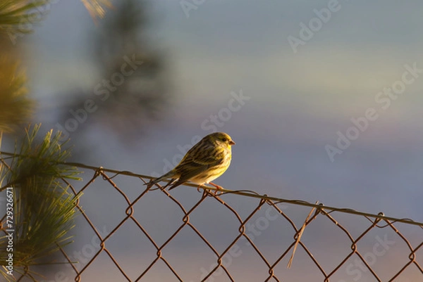 Obraz Serin (Serinus serinus) perched on a wire fence