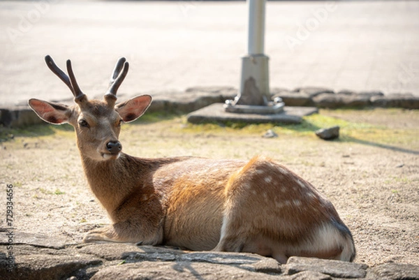 Obraz 宮島の鹿