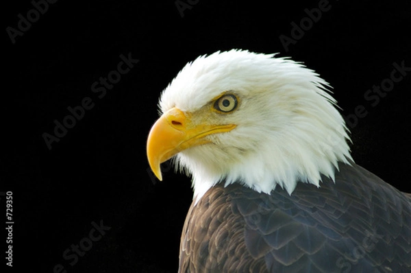 Obraz bald eagle