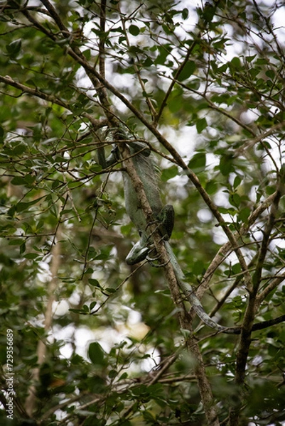 Fototapeta Iguane vert gris