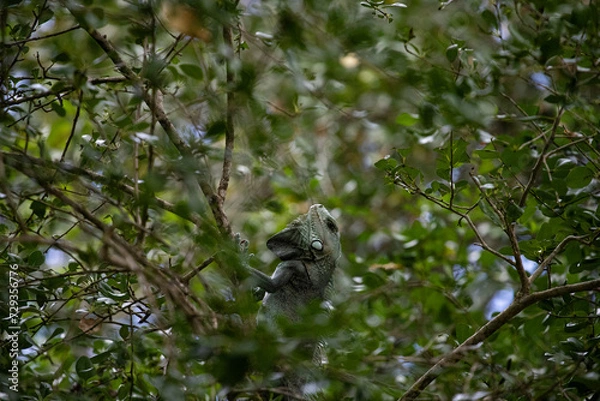 Fototapeta Iguane vert gris