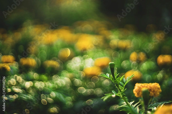 Fototapeta Compositae: Pretty yellow petite petals of Creeping daisy on dark green leaves, known as many name on located area are Singapore daisy,