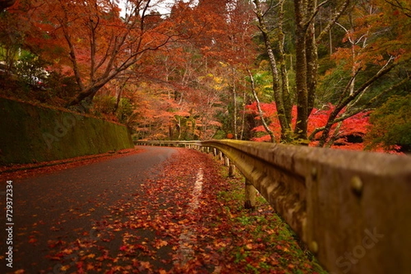 Fototapeta 和歌山県橋本市北宿の紅葉