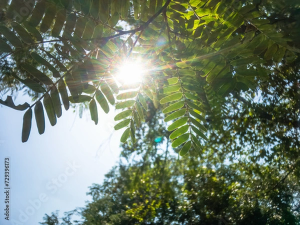 Fototapeta Nature tree background Green Leafs close-up at summer ecology cover page