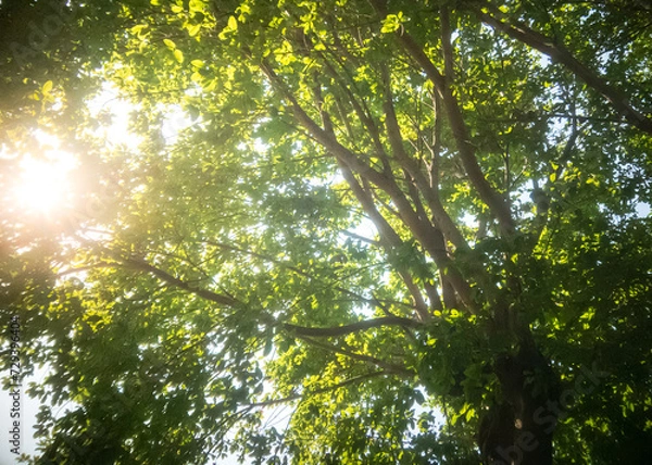Fototapeta Nature tree background Green Leafs close-up at summer ecology cover page