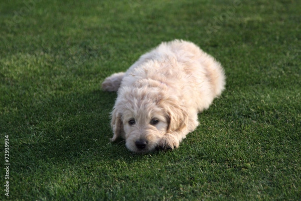 Fototapeta Goldendoodle Puppy Dog on Grass