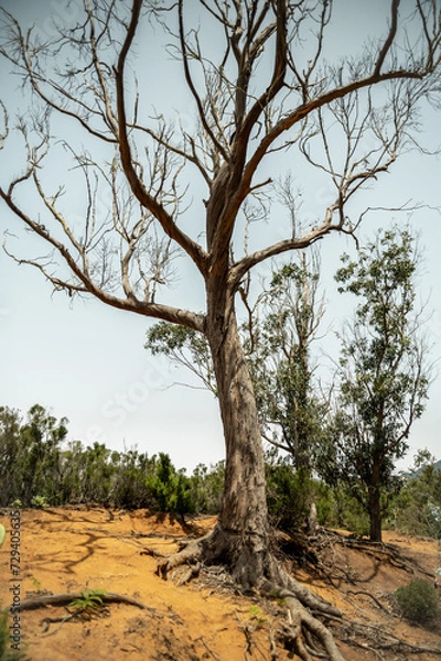 Fototapeta tree in the desert