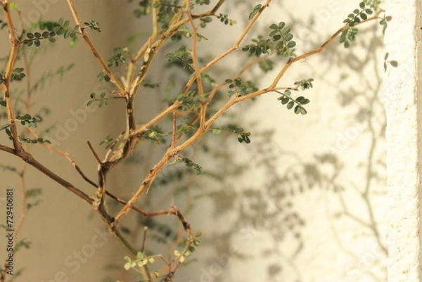 Fototapeta 카페 식물 화분