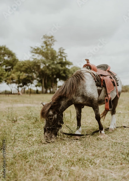 Obraz gray and black pony eating grass