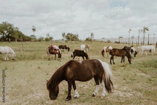 Obraz group of ponies eating grass