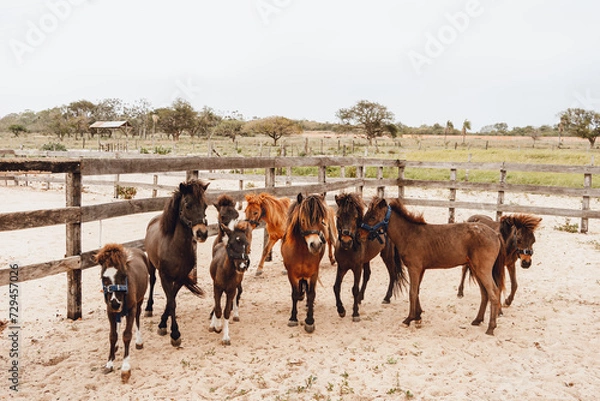 Obraz brown ponies playing in corral