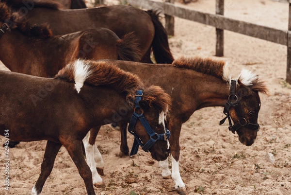 Obraz brown ponies playing in corral